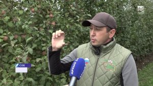 В «Садах КЧР» продолжается сбор урожая яблок поздних сортов