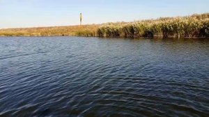 когда щука жрёт