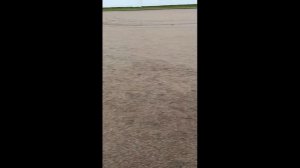 Утки