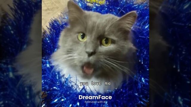 Поющий котик смотреть онлайн