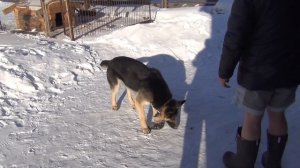 Волкособ. Помесь волка и собаки. Волк. Собака.