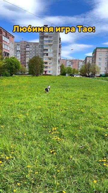 Игра в фрисби. смотреть онлайн