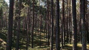 Карелия, Сямозеро.