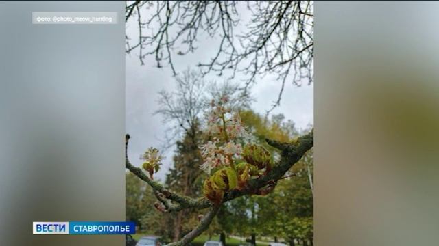 В Ставрополе в разгар осени зацвел каштан смотреть онлайн