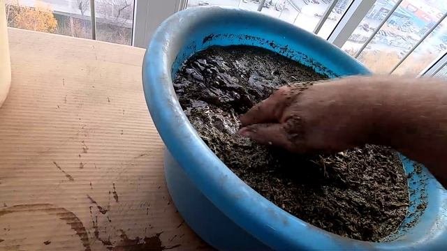 Свои семена пажитника