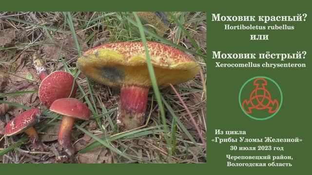 Моховик красный? или Моховик трещиноватый? - Hortiboletus rubellus или Xerocomellus chrysenteron? смотреть онлайн