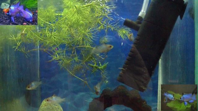 Апистограмма электрик блю. Неоновый блеск аквариума! смотреть онлайн