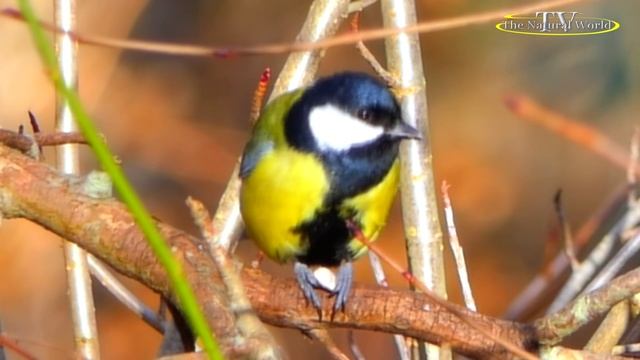 🪿"Синички" 🦆 С.Апасова - С.Астраханцев (не будем забывать о кормушках) для птиц...💞💞💞