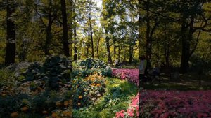 Яркие моменты питерской осени