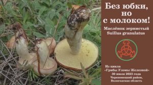 Без юбки , но с молоком!... Маслёнок летний или зернистый -  Suillus granulatus