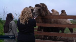 От енотов до верблюдов: о друзьях наших меньших - в программе "Дело ведёт Мур-р-р"