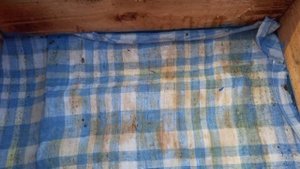 пасека на связи 5 / пчелосемьи готовы к зимовке / улья на реставрацию / ловушка для пчёл 🐝