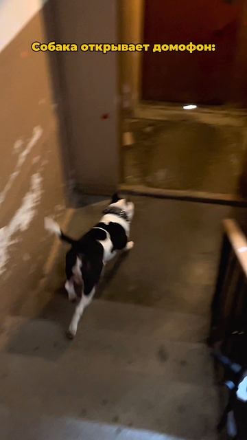 Собака открывает домофон. смотреть онлайн