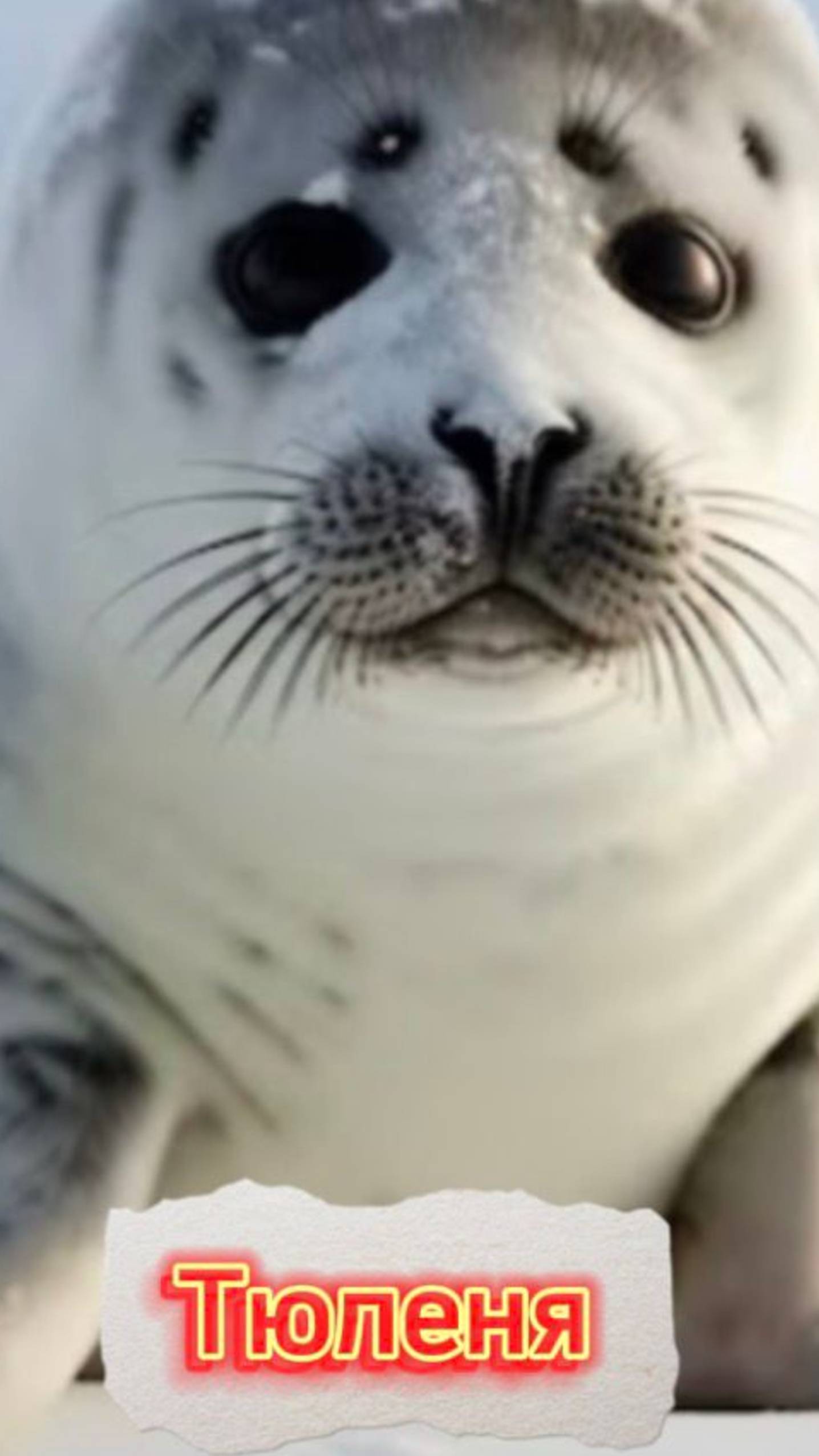 Мои клип. Тюлень.