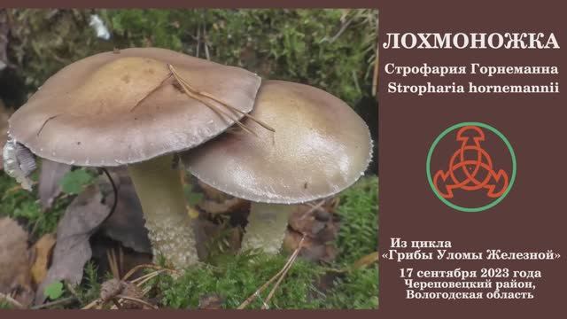 Лохмоножка. Строфария Горнеманна - Stropharia hornemannii смотреть онлайн