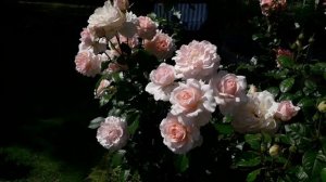 ✿➽ Любовь, любовь в 2025  ( часть 1 )