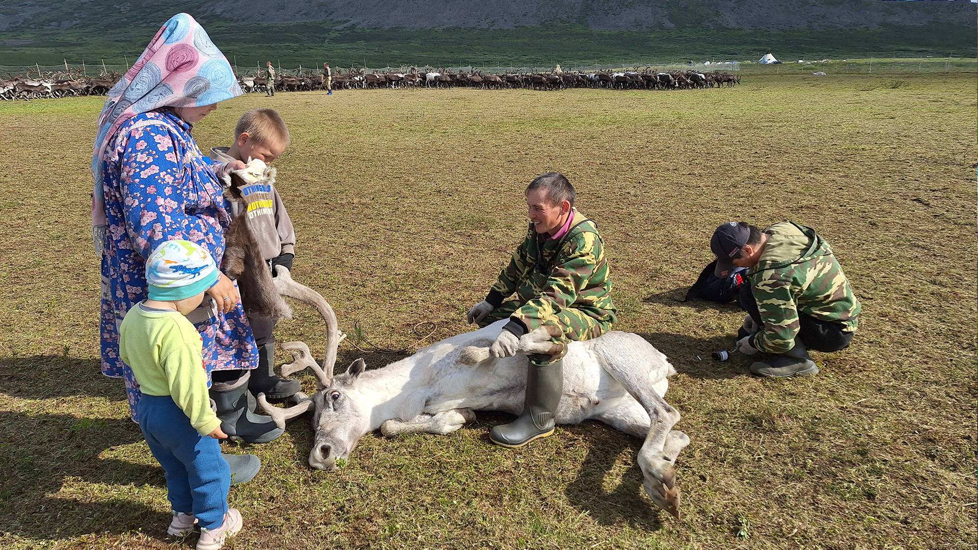 О вековом укладе жизни оленеводов | Тут султам