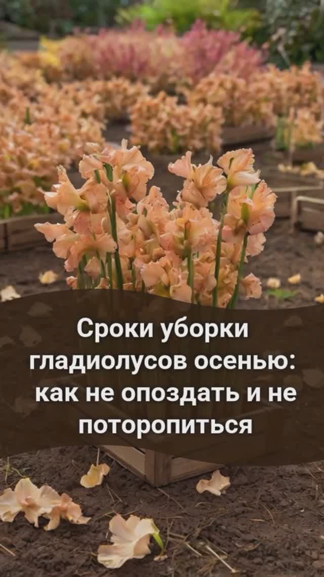 Сроки уборки гладиолусов осенью: как не опоздать и не поторопиться