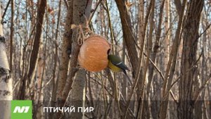 Необычные кормушки у Комсомольского озера. Нижневартовск