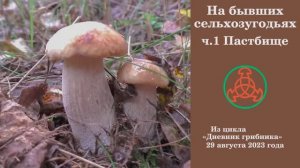 На бывших сельхозугодьях. ч.1 Пастбище. Дневник грибника 29 августа 2023 года.