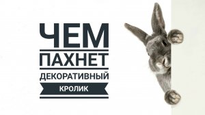 Пахнут ли декоративные кролики