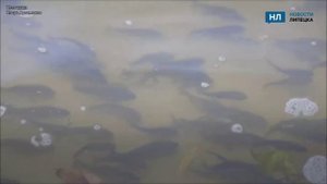 Свыше двух миллионов мальков рыбы выпустили в реку Воронеж в Липецке
