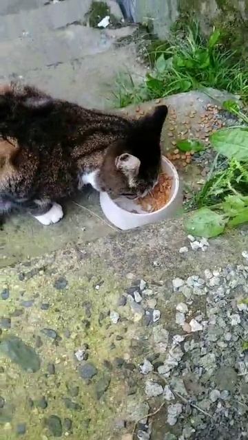 Истощенный котик постоянно хотел кушать.