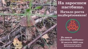На зарастающем пастбище. Начало роста подберёзовиков. Дневник грибника 28 августа 2023 года.