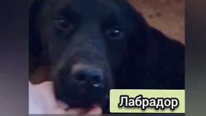 Спасите от смерти! Лабрадор в добрые руки.