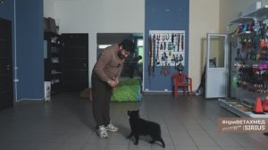 Подготовка шипперке к выставке // #приВЕТАХМЕД