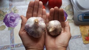 2101. Озимый чеснок, подготовка и хранение до посадки.