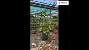 кашпо квадратное