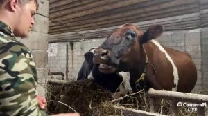 Кормление коров в день Рама Экадаши 17.10.2025