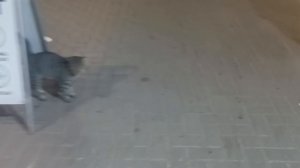 Как правильно есть Пити) Ночной Регистан.