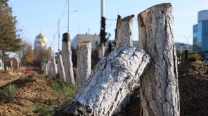 Вместо сосен — срубы: в Новочеркасске разгорелся скандал из-за вырубки деревьев на Аллее памяти