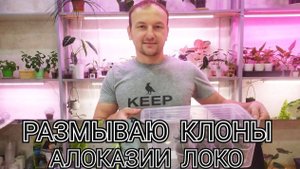 Размываю клоны алоказии локо: мой первый опыт