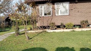 Обрезаю розы от листьев снизу - октябрь 2025