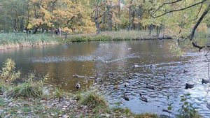 Уточки
