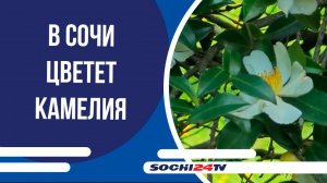 В Сочи цветет камелия