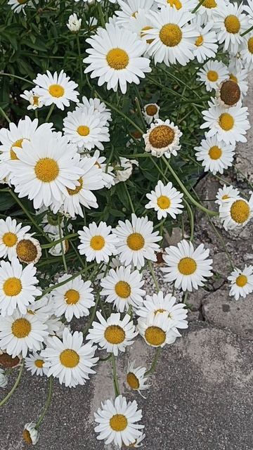 Кобулети в цветах (Грузия) 12.07.2025