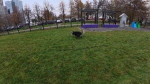 Хаски Дик не хочет идти домой. 16.10.25