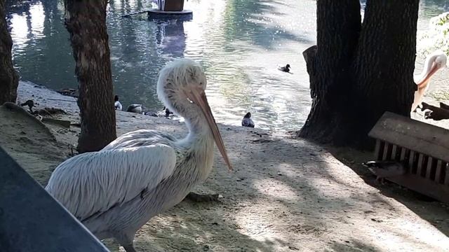 Птицы в Пензенском зоопарке