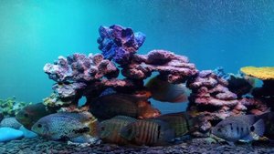 ЦИХЛАЗОМЫ АМЕРИКАНСКИЕ