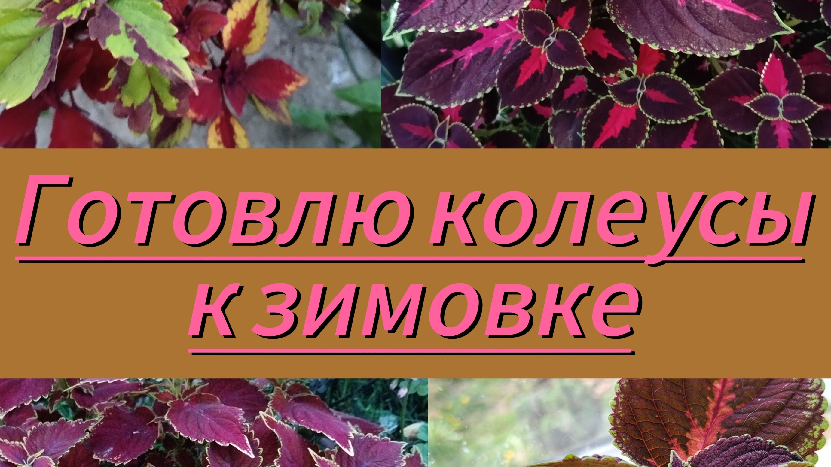 Колеусы готовлю к зимовке.Обзор сада  в октябре