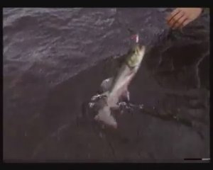 Каких представителей рода Гольцы (Char) — Salvelinus можно встретить в Северной Америке ?