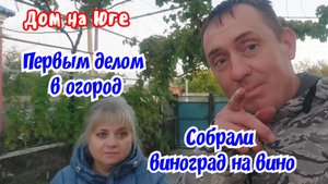 Дом на Юге. Первым делом в огород. Собрали виноград на вино.
