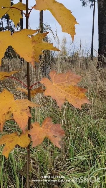 Молодой клён 🍁 16.10.2025 #shorts смотреть онлайн