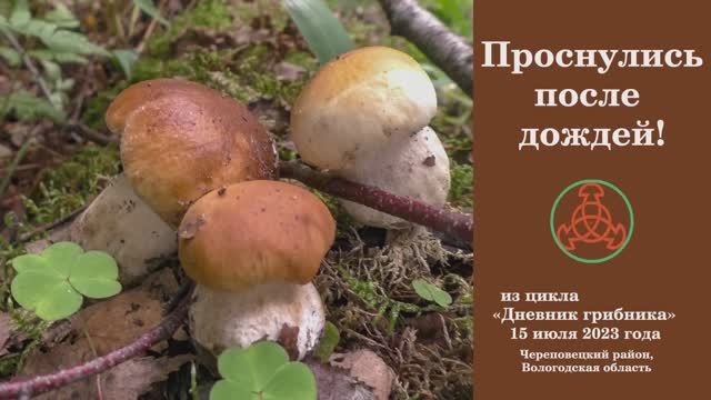 Проснулись после дождей! Дневник грибника 15 июля 2023 года. смотреть онлайн