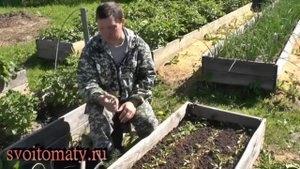 Уход за свеклой в начале роста