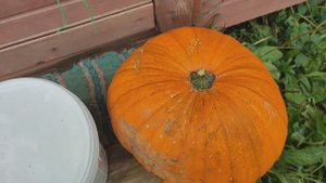 Дневник за 17.10. 25: покупки в продуктовом; делаю тыквенный сок